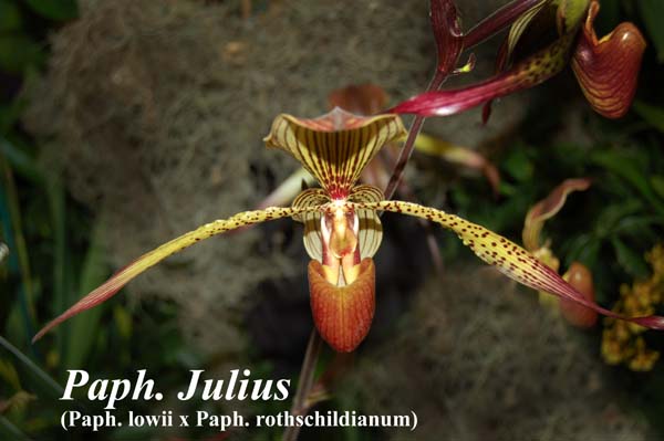 Paph. Julius (Paph. lowii x Paph. rothschildianum)_5982