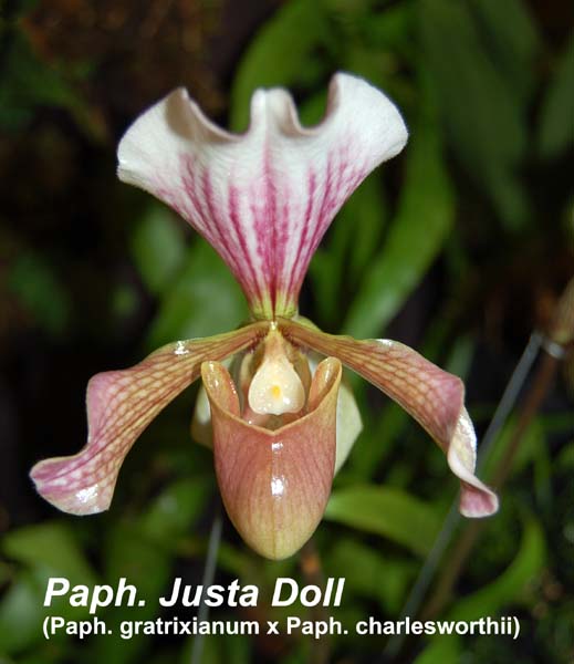 Paph. Justa Doll (Paph. gratrixianum x Paph. charlesworthii)_5370