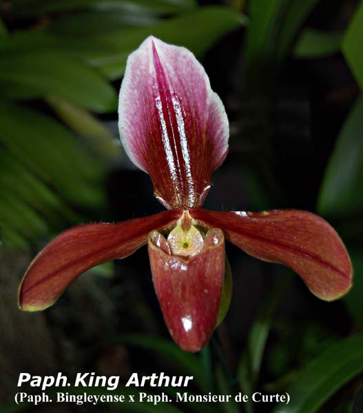 Paph. King Arthur_8537