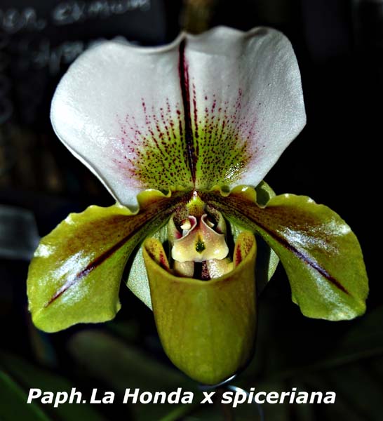 Paph. La Honda x spiceriana_8670