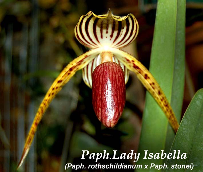 Paph. Lady Isabella_0231