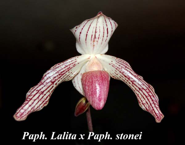 Paph. Lalita x Paph. stonei_5670