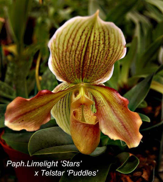 Paph. Limelight  x Telstar   1963