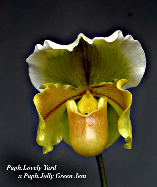 Paph. Lovely Yard x paph Jolly Green Jem_5323