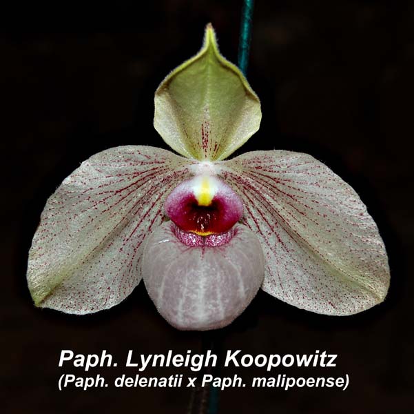 Paph. Lynleigh Koopowitz (Paph. delenatii x Paph. malipoense)_0909