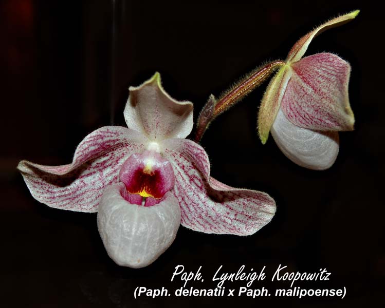 Paph. Lynleigh Koopowitz (Paph. delenatii x Paph. malipoense)_0913