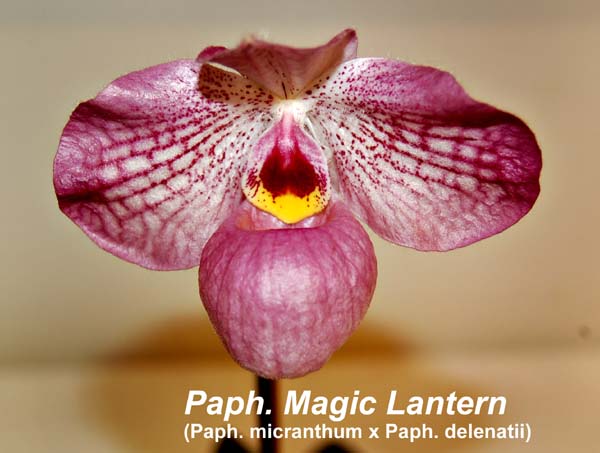 Paph. Magic Lantern (Paph. micranthum x Paph. delenatii)_3936