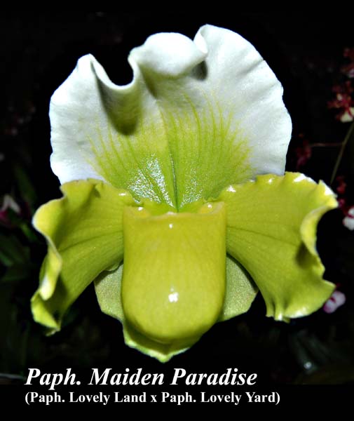 Paph. Maiden Paradise (Paph. Lovely Land x Paph. Lovely Yard)_5051