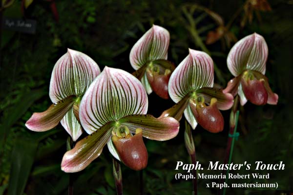 Paph. Master's Touch (Paph. Memoria Robert Ward x Paph. mastersianum)_5890