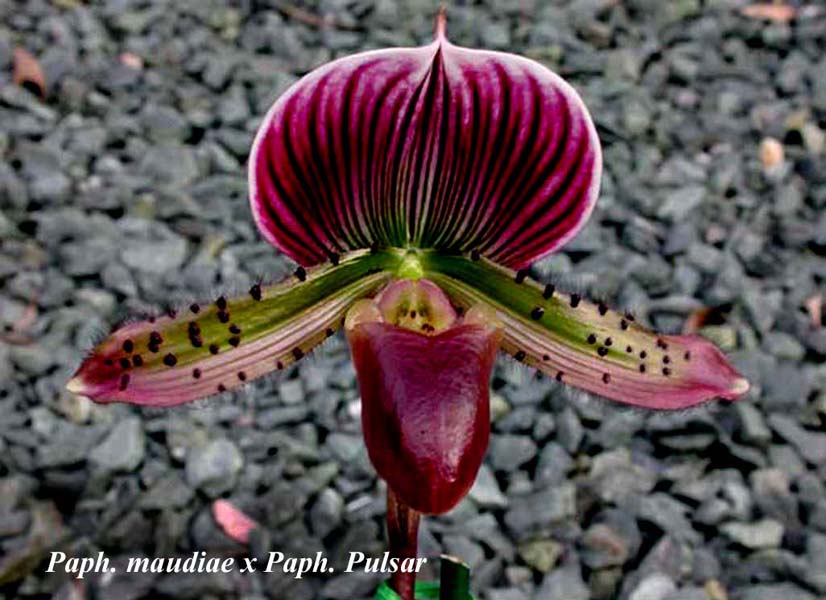 Paph. Maudiae Los Osos x Paph Pulsar I.C.