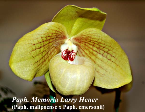 Paph. Memoria Larry Heuer (Paph. malipoense x Paph. emersonii)_5475