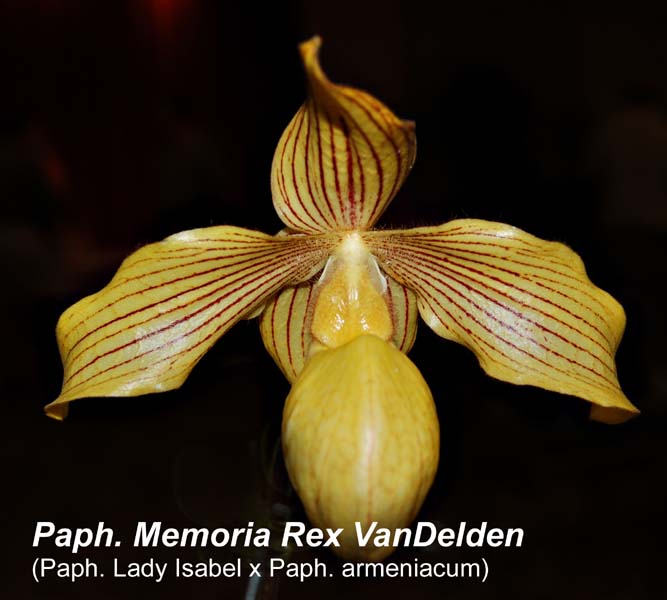 Paph. Memoria Rex VanDelden (Paph. Lady Isabel x Paph. armeniacum)_0911