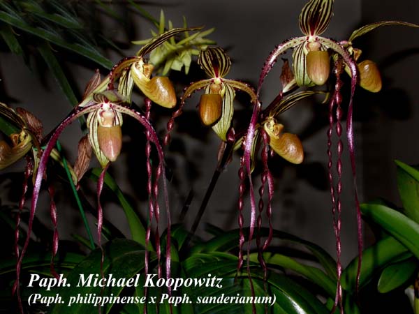 Paph. Michael Koopowitz (Paph. philippinense x Paph. sanderianum)4132