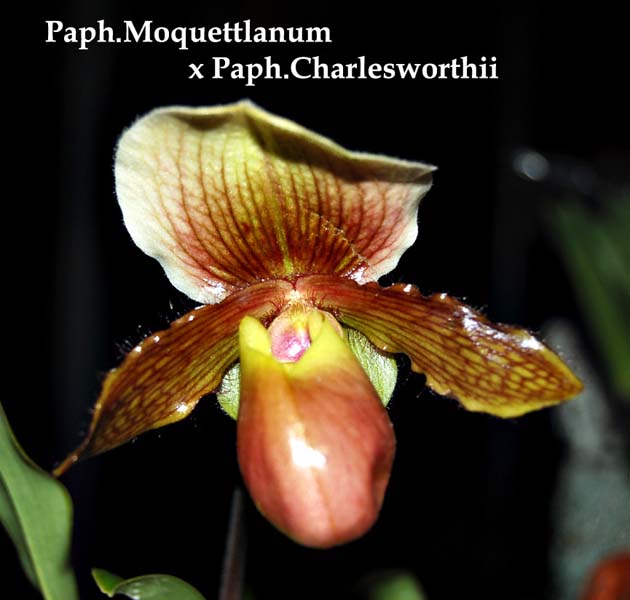 Paph. Moquettlanum x Paph Charlesworthii_0413