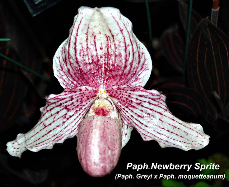 Paph. Newberry Sprite_8872