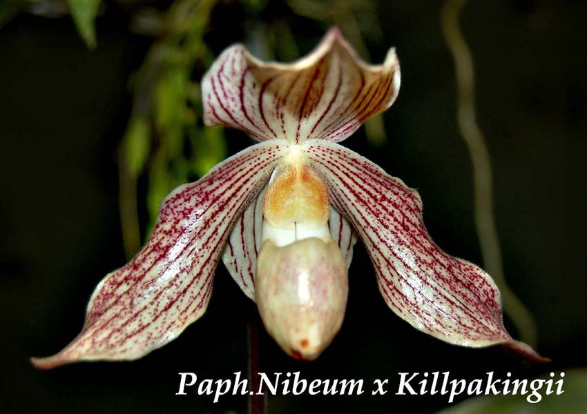 Paph. Nibeum x Killpakingii_0233