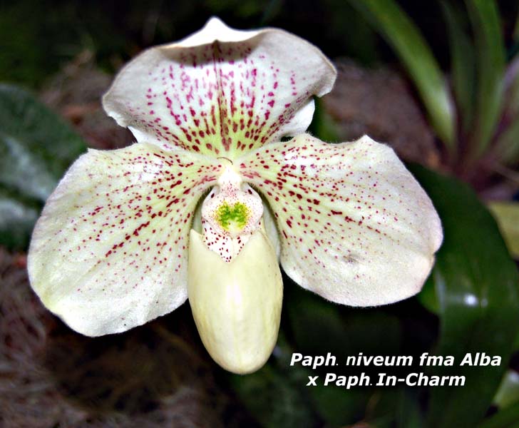 Paph. Niveum fma Alba x Paph IN-Charm_8533