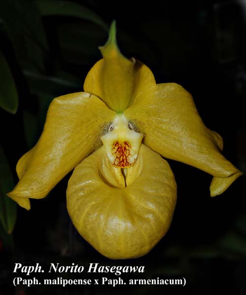 Paph. Norita Hasegawa_9745