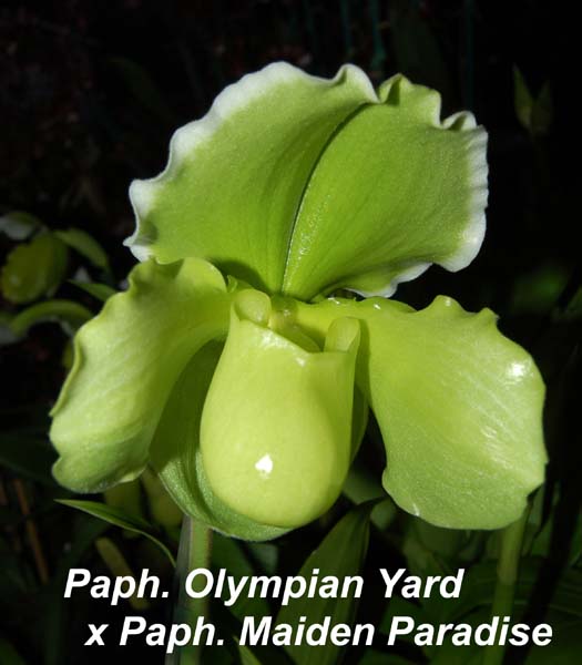 Paph. Olympian Yard  x Paph. Maiden Paradise _5044