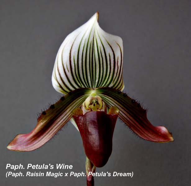Paph. Petulas Wine _2023