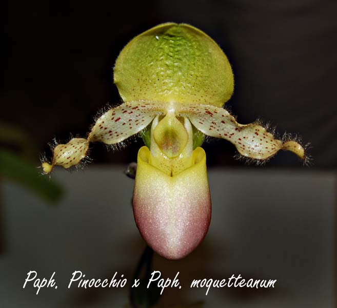 Paph. Pinocchio x Paph. moquet_0919