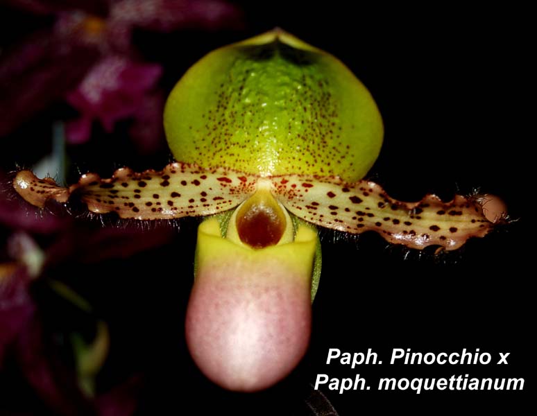 Paph. Pinocchio x Paph. moquettianum_9957