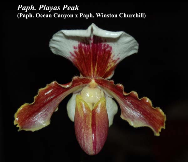 Paph. Playas Peak (Paph. Ocean Canyon x Paph. Winston Churchill)_5677
