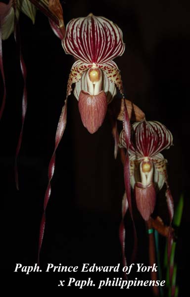 Paph. Prince Edward of York x Paph. philippinense _5544