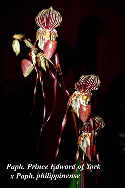 Paph. Prince Edward of York x Paph. philippinense_5541