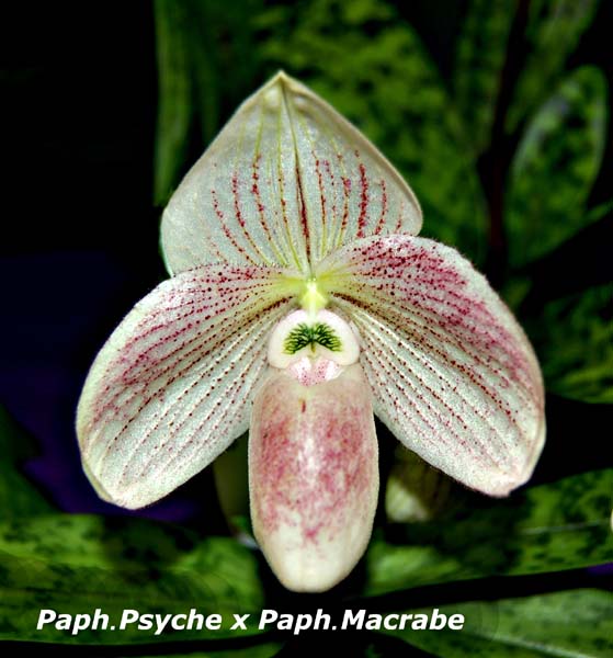 Paph. Psyche x Paph Macrabe_4281