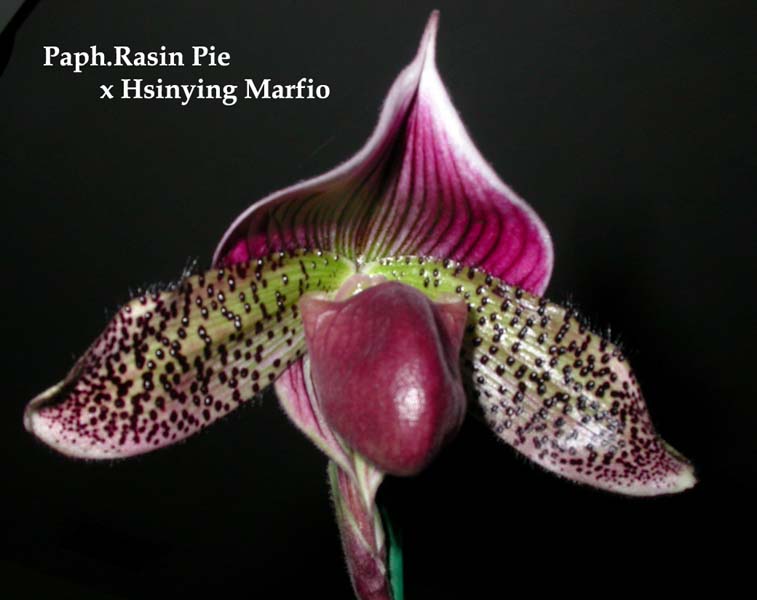 Paph. Rasin Pie x Hsinying Marfio 3327