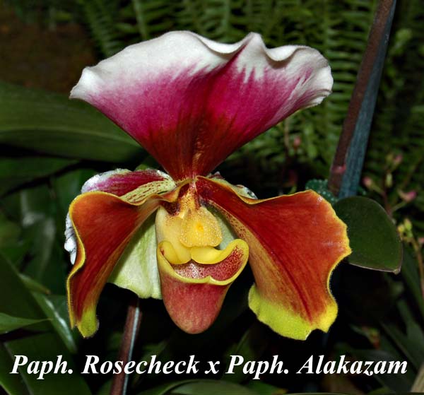 Paph. Rosecheck x Paph. Alakazam_5078