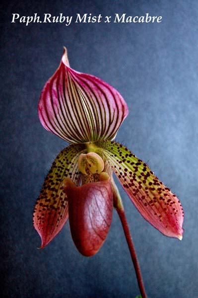 Paph. Ruby Mist x Macabre_1138