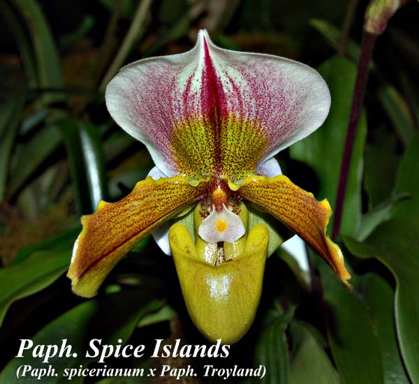 Paph. Spice Islands (Paph. spicerianum x Paph. Troyland)_5096
