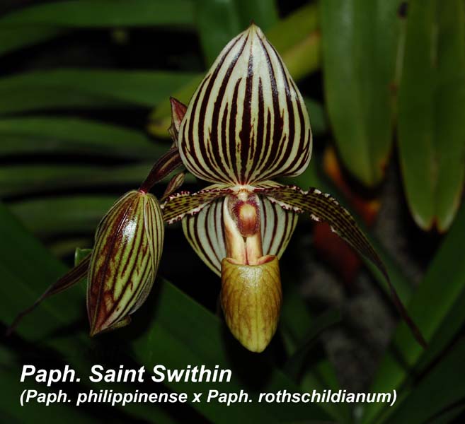 Paph. St Swithin_9683