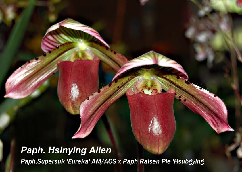 Paph. Supersuk  Eureka  AM_AOS x Paph Raisen Pie  Hsubgying _6428