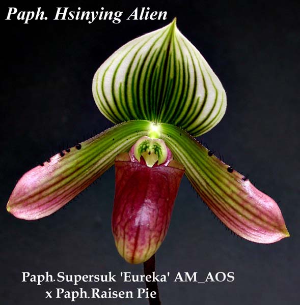 Paph. Supersuk  Eureka  AM_AOS x Paph Raisen Pie  Hsubgying x sib 1863