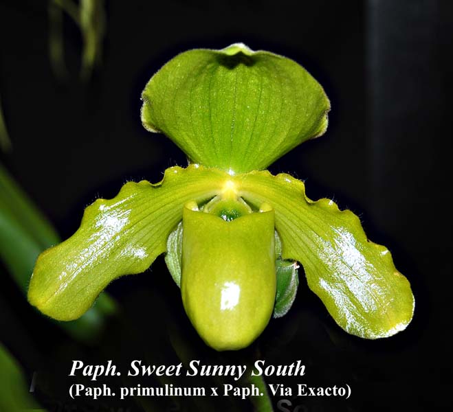Paph. Swet Sunny South_9969