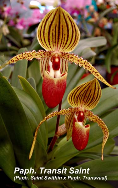Paph. Transit Saint_0278