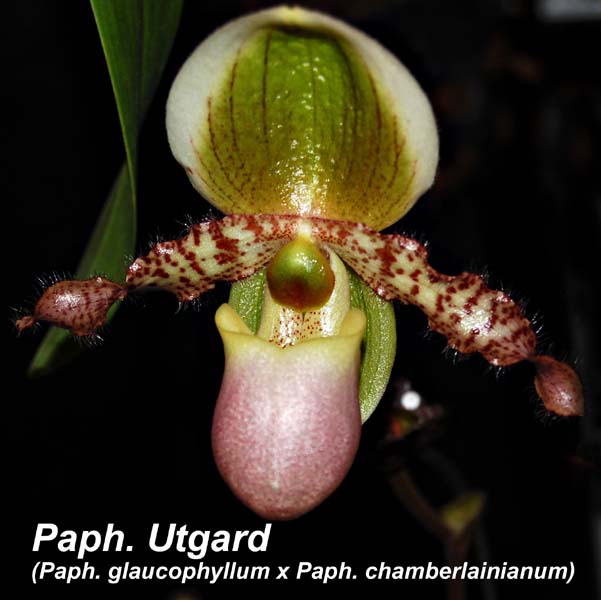 Paph. Utgard (Paph. glaucophyllum x Paph. chamberlainianum)_9961
