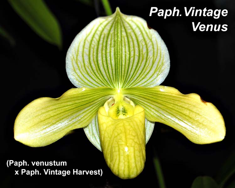 Paph. Vintage Venus_9965