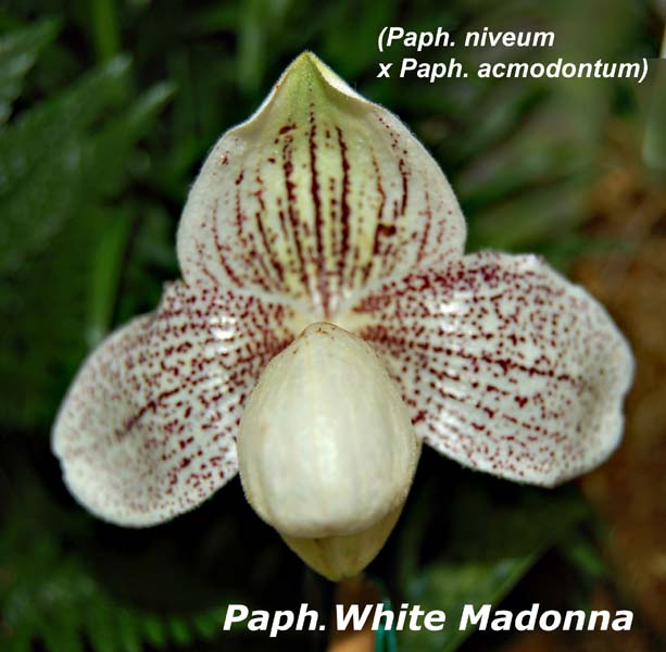 Paph. White Madonna_4361