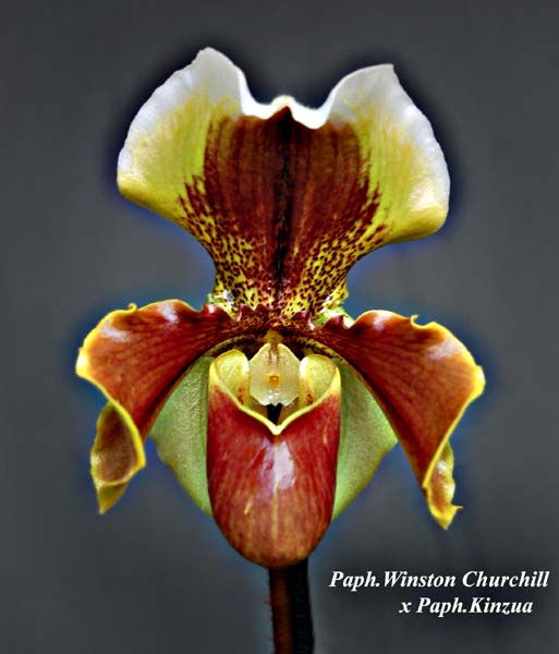 Paph. Winston Churchill x Kinzua_5341