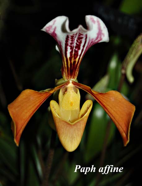 Paph. affine_8896