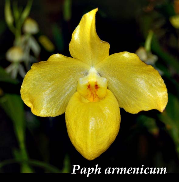 Paph. armenicum_0236