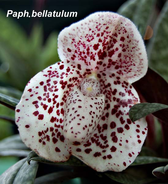 Paph. bellatulum_8179