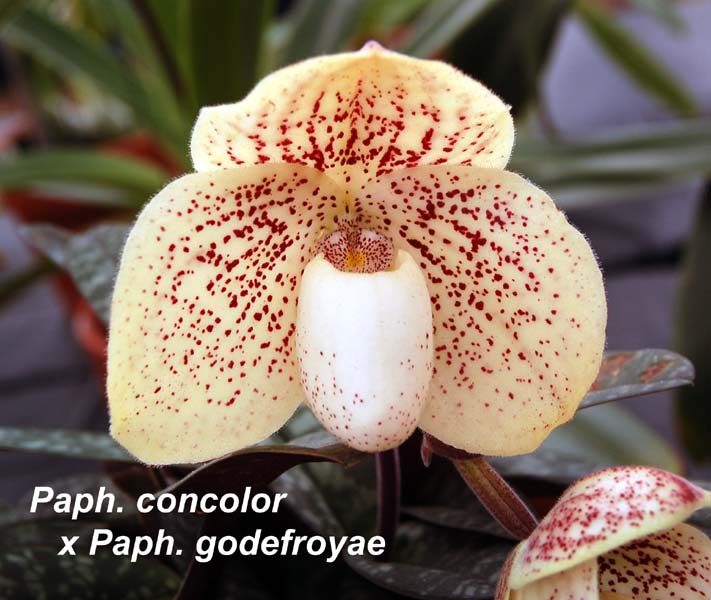 Paph. concolor x Paph. godefroyae_0283
