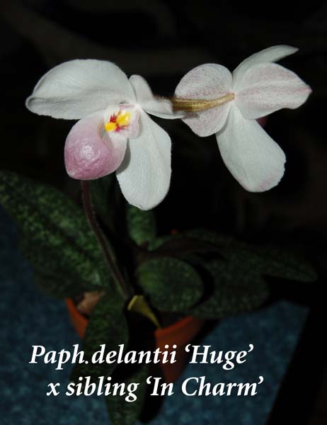 Paph. delanti Huge x sibling  In Charm _0611