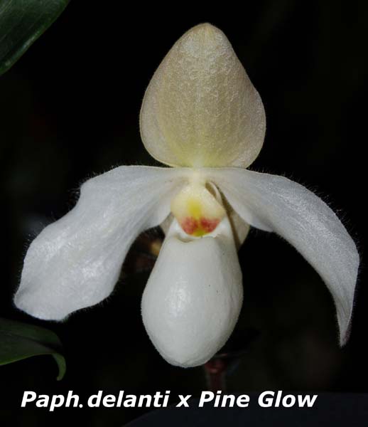 Paph. delanti x Pine Glow_8668