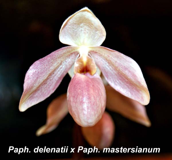 Paph. delenatii x Paph. mastersianum_3934